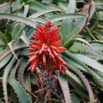 Quali sono le proprietà curative dell'aloe arborescens