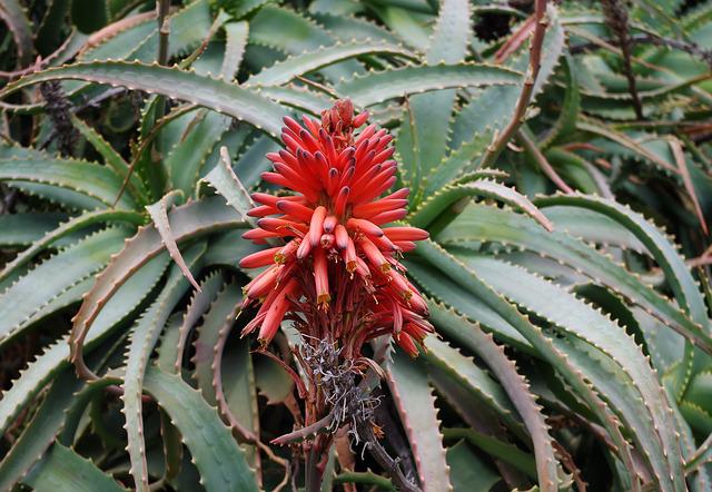 Quali sono le proprietà curative dell'aloe arborescens